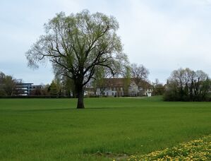 Lindenbühl West